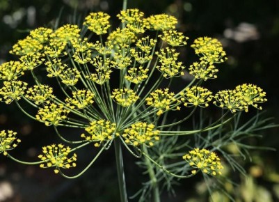 ������� ������� ������ ������: ��� �������� ������ ������ � ������ ���� �����