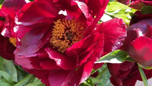 ��� ���������� ������ ����� �� ��������� ���