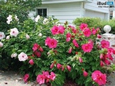 ���������� ������������ ���������: ��� ��������� ������� � ����� ����