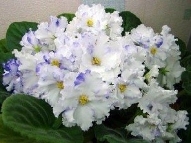 ��� ��������� �� ���������� ��������: ������� ��������� �����������