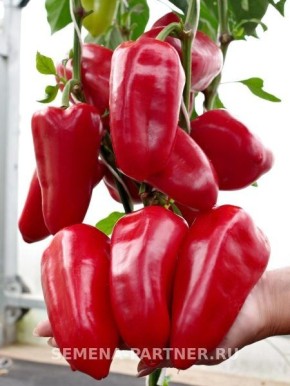 ��� ����� ����� � ����� �����������: ��������� ����� ��� ��������