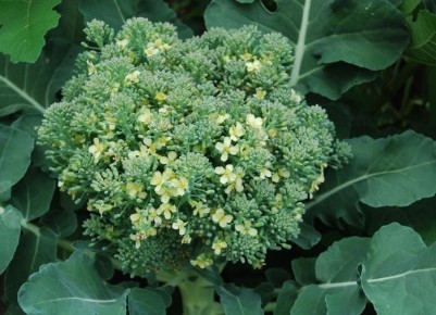 ��� �������� �������� �������� � ��������� ������� ������