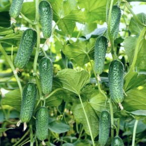 ������ �������: ��� �������� ��������� ������ � �������� �������