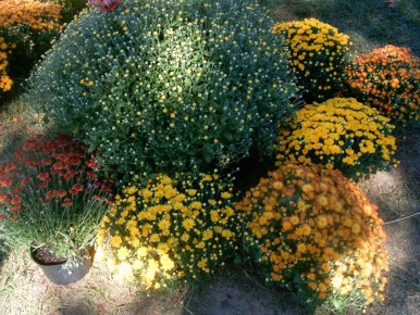 ����������: �� �������� ����������� �� ����������� �����