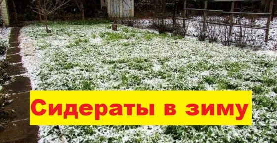 ��� ������ � ���������� ��� ������: ���� � �������� ������