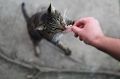 Почему коты могут капризничать в еде: мнения экспертов