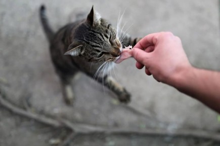 Почему коты могут капризничать в еде: мнения экспертов