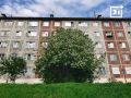 Лето пришло в Кандалакшу: черемуха зацвела
