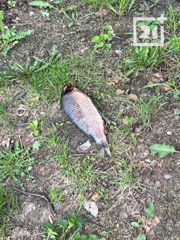 В Мурманске за «Детским миром» обнаружили рыбу на дереве В Мурманске за «Детским миром» обнаружили рыбу на дереве