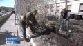 Вторая жизнь сирени: деревья на проспекте Ленина в Мурманске пересаживают