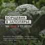 Борщевик в Заполярье: чем опасен и что делать?