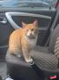 Жалобно мяукал и шёл за людьми: в Зверосовхозе ищут хозяина кота