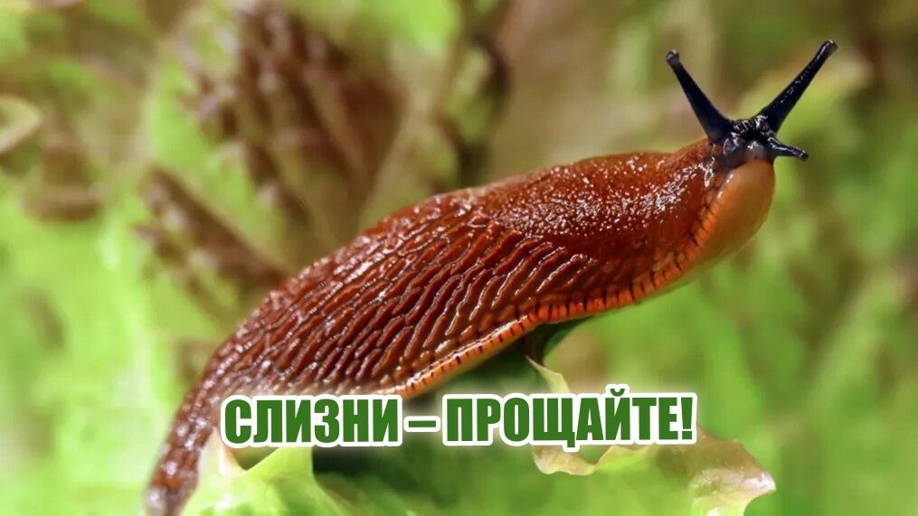 Секреты успешной борьбы со слизнями в огороде: как сохранить урожай