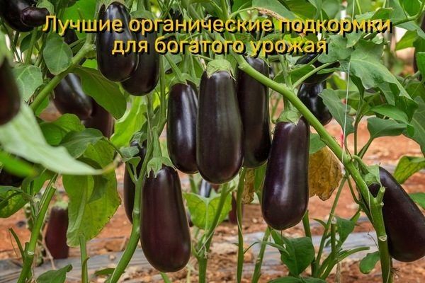 Органические подкормки для баклажанов: ключ к здоровому урожаю