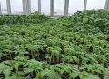 Когда начинать пересадку рассады: советы для успешного урожая
