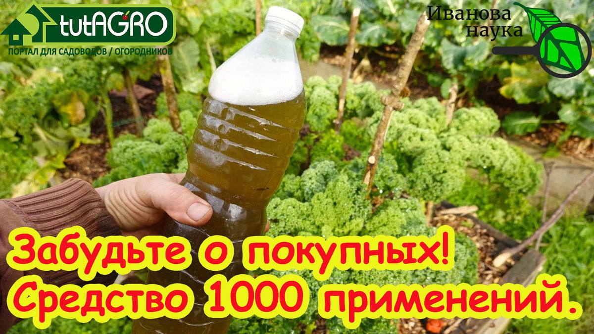 Клоностахис: как вырастить это чудо-растение в домашних условиях