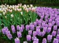 Эффективные способы защиты луковичных растений от грызунов