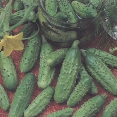 Огурец Мажор: идеальный гибрид для теплиц с непревзойденным вкусом