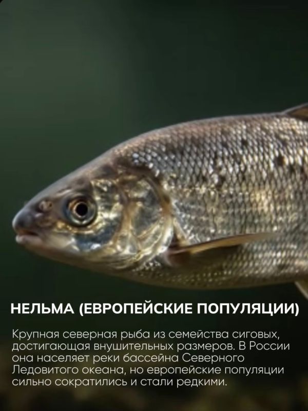 Голосуем за символы заполярной природы! Голосуем за символы заполярной природы!