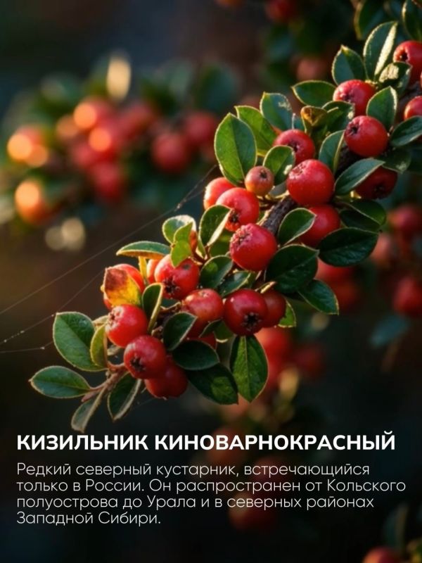 Голосуем за символы заполярной природы! Голосуем за символы заполярной природы!