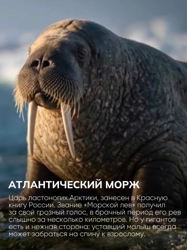 Голосуем за символы заполярной природы! Голосуем за символы заполярной природы!