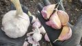 Секреты весенней подкормки чеснока для богатого урожая
