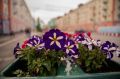 Город продолжает цвести: более 138 тысяч растений высадили специалисты «Мурманских городских парков и скверов» на клумбы, в вертикальные конструкции и вазоны