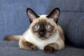 12 дружелюбных пород кошек, которые завоюют ваше сердце