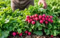 Секреты успешного выращивания редиса