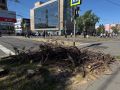 В центре Мурманска началась вырубка сухих деревьев