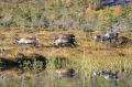 Рогатая спецура. Норвежские олени совершили дерзкий побег в Россию
