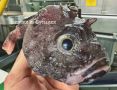 Мурманский моряк показал редкого обитателя глубин