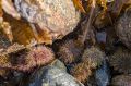 На Кольском побережье можно собирать морские деликатесы прямо руками