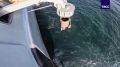 Корабли ВМФ России провели торпедную стрельбу в Балтийском море