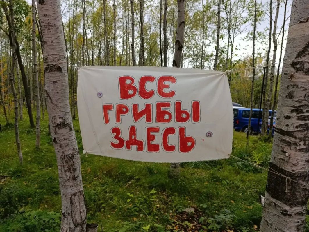 Знаете почему в лесах Мурманска в этом году нет грибов? Знаете почему в лесах Мурманска в этом году нет грибов?