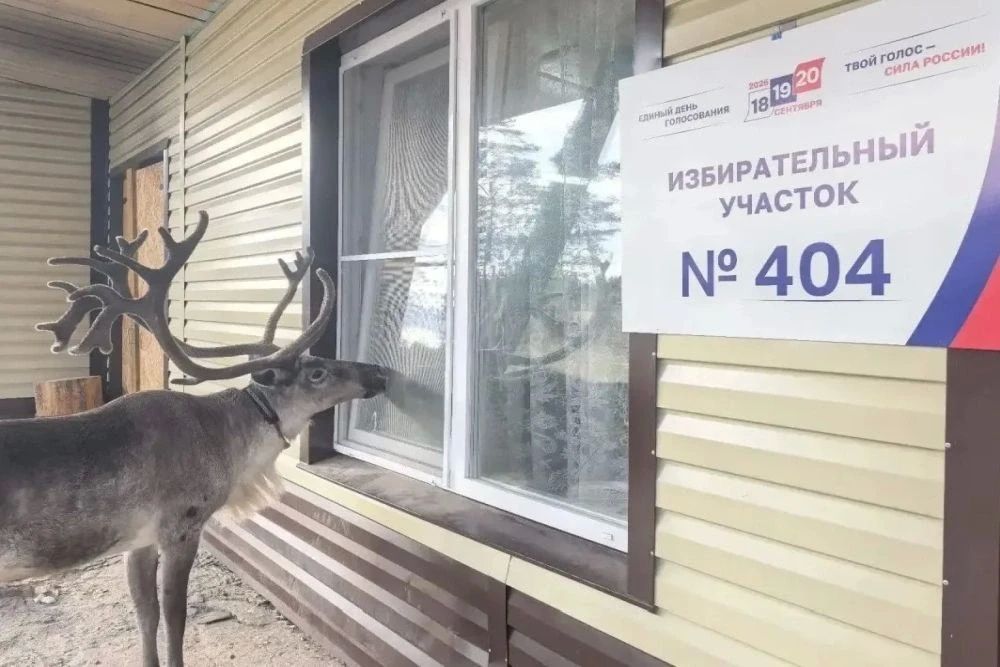 В Мурманской области олень пришел на избирательный участок