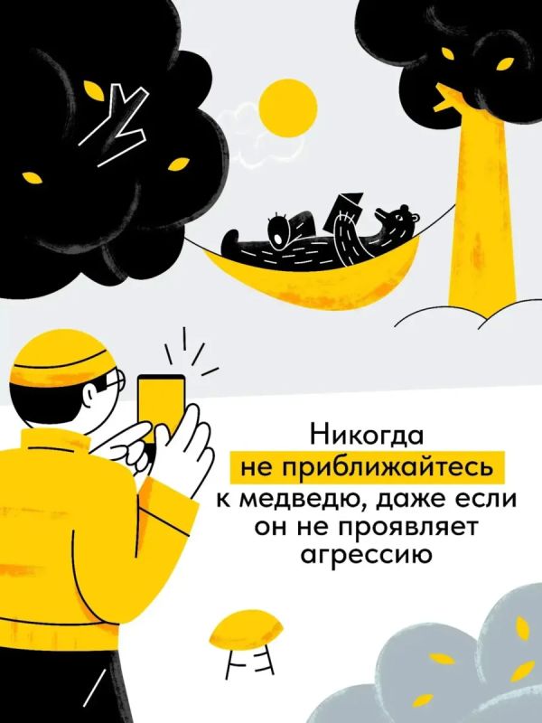 В лесу стоит быть осторожнее: медведи готовятся к зиме В лесу стоит быть осторожнее: медведи готовятся к зиме
