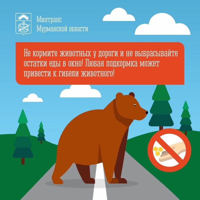 Медведи и лисы – «попрошайки» все чаще появляются на дорогах Мурманской области