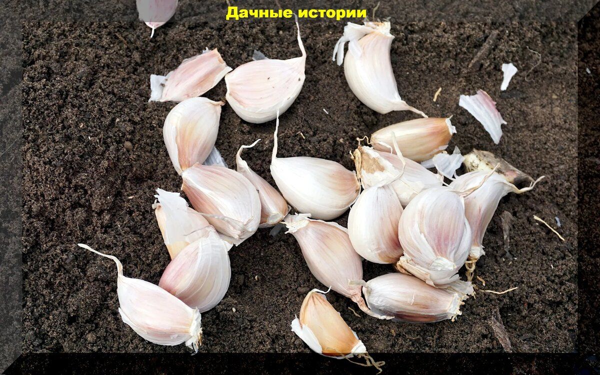 Как подготовить грядку для озимого чеснока