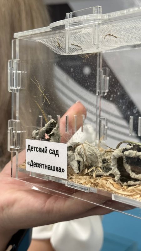 В школе №19 Кандалакши четвёртый год реализуется проект «Ботанический сад в начальной школе» В школе №19 Кандалакши четвёртый год реализуется проект «Ботанический сад в начальной школе»