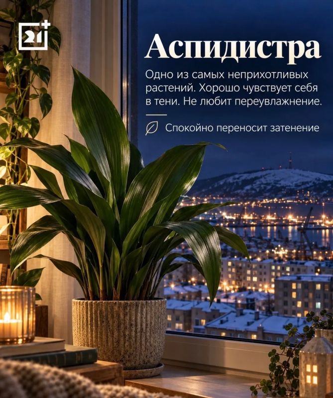 Какие комнатные растения переживут полярную ночь в Мурманске: 5 зелёных любимцев для северного дома Какие комнатные растения переживут полярную ночь в Мурманске: 5 зелёных любимцев для северного дома
