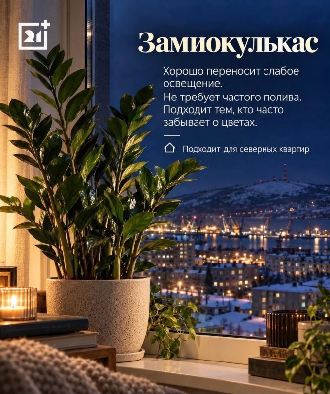 Какие комнатные растения переживут полярную ночь в Мурманске: 5 зелёных любимцев для северного дома Какие комнатные растения переживут полярную ночь в Мурманске: 5 зелёных любимцев для северного дома