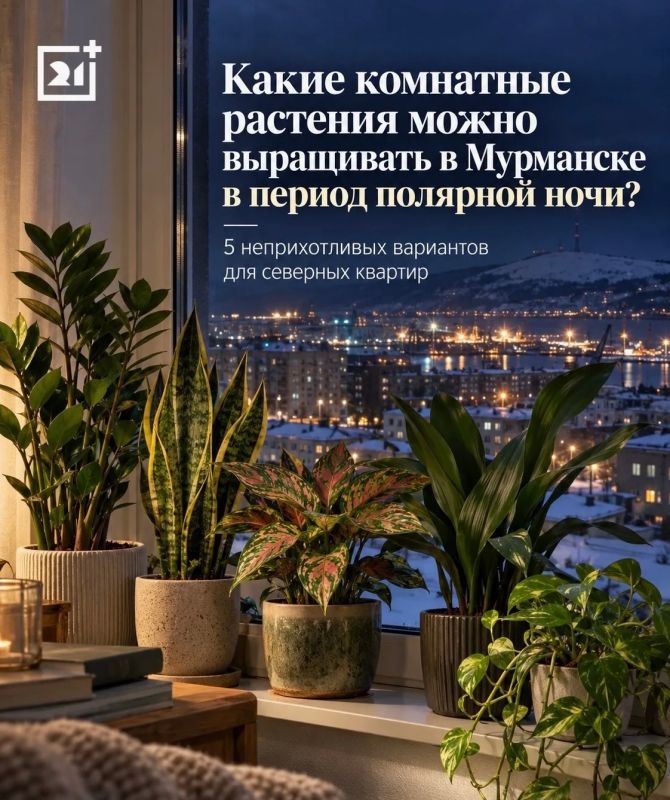 Какие комнатные растения переживут полярную ночь в Мурманске: 5 зелёных любимцев для северного дома