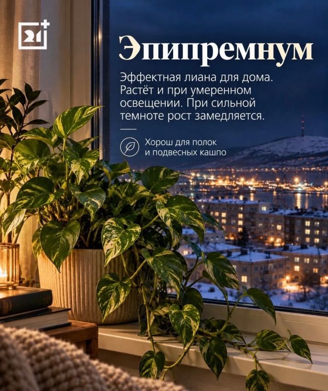Какие комнатные растения переживут полярную ночь в Мурманске: 5 зелёных любимцев для северного дома Какие комнатные растения переживут полярную ночь в Мурманске: 5 зелёных любимцев для северного дома