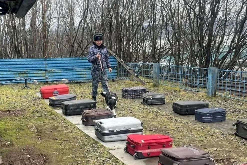 Ученики Губернаторского лицея познакомились со службой кинологов УФСИН Ученики Губернаторского лицея познакомились со службой кинологов УФСИН
