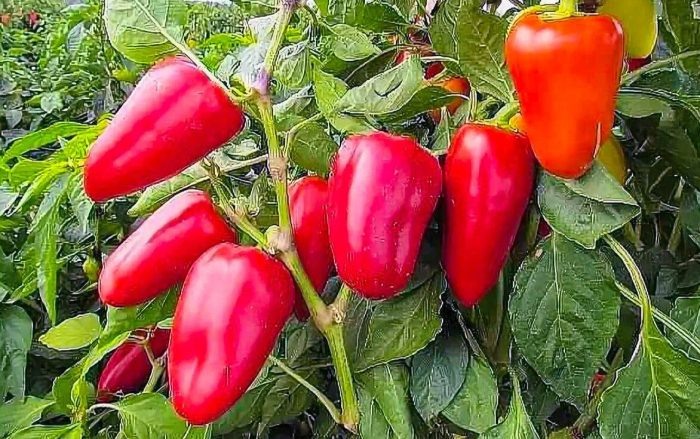 Перец «Тоша»: ранний урожай и компактные кусты без сложного ухода