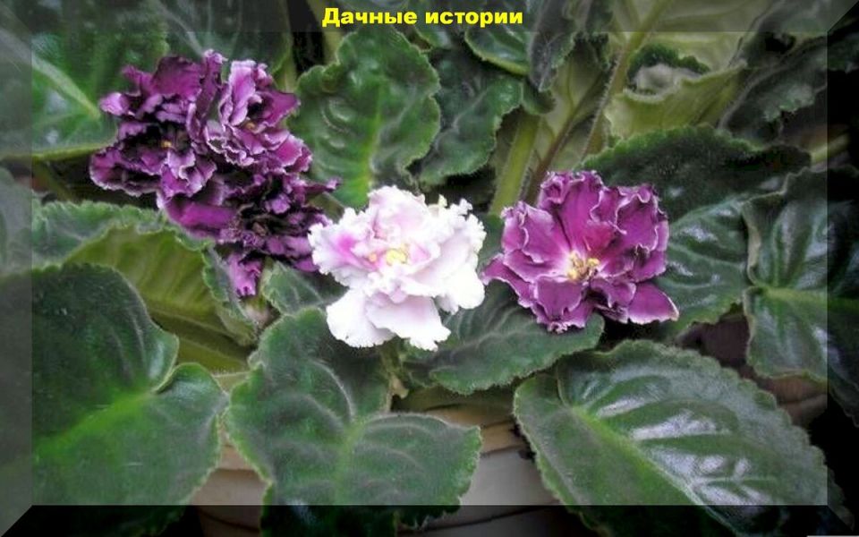 Воздушные фиалки: как сохранить сортовые признаки и избежать неожиданностей