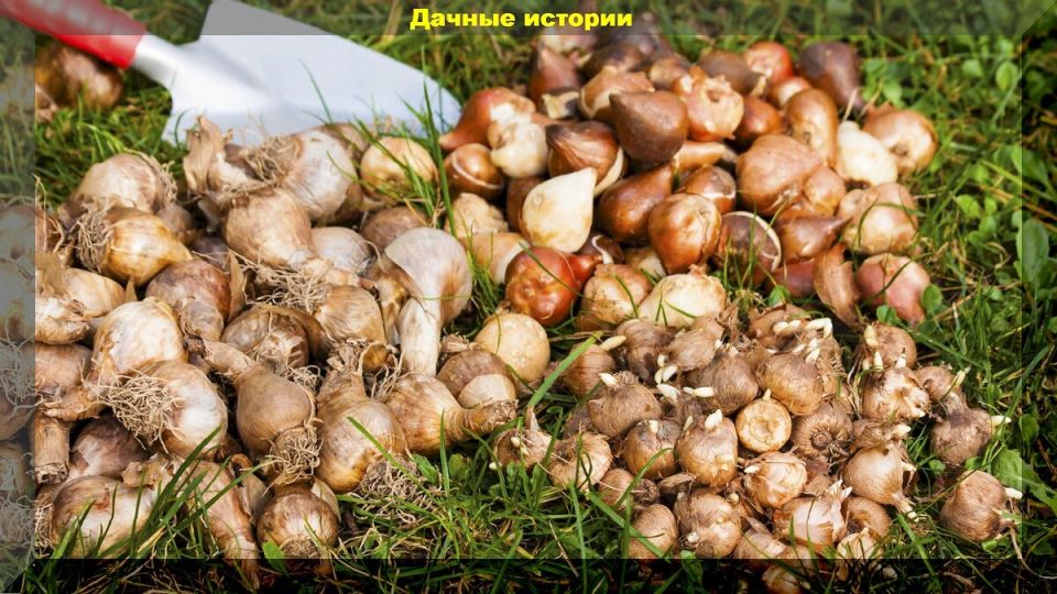 Эффективные советы по уходу за луковичными цветами