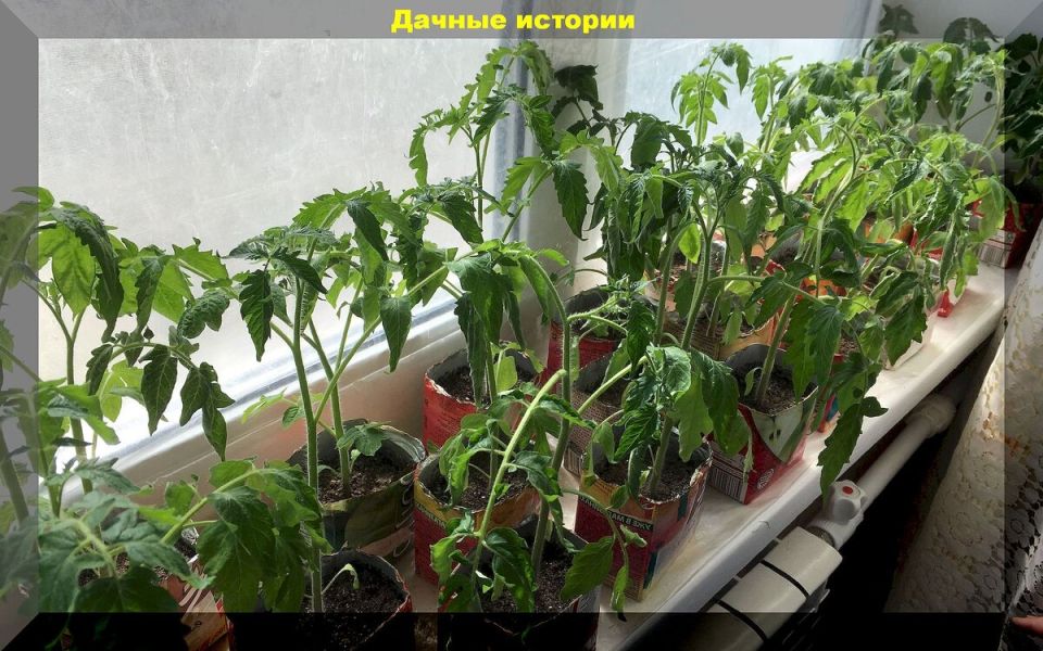 Как сохранить рассаду: советы по защите от холодов, болезней и вредителей