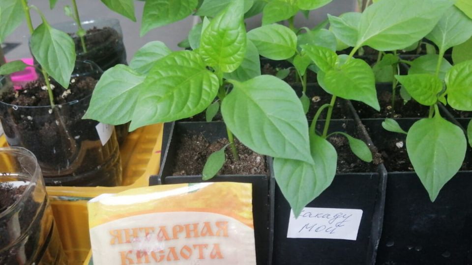 Как правильно подкормить перец после высадки в грунт